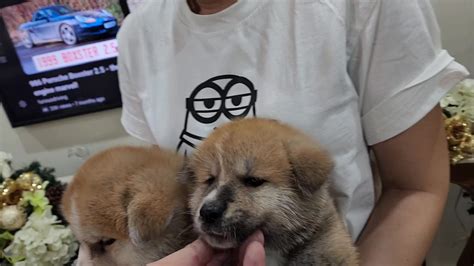 akita philippines|Shiro Ookami Kennel, Japanese Akita Inu & Shiba .